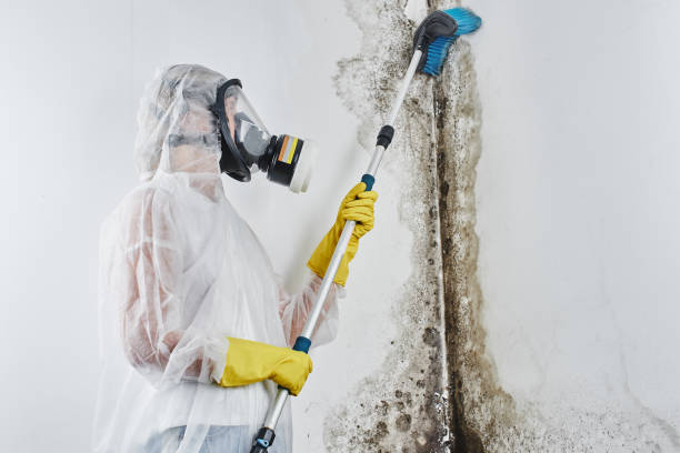 Mold Odor Removal Services in Ada, OH