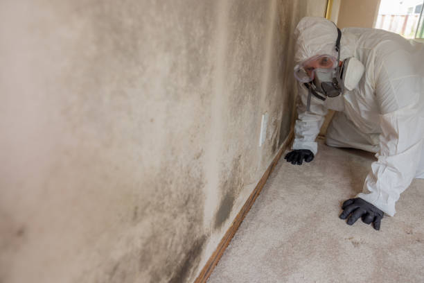 Mold Documentation for Insurance Claims in Ada, OH