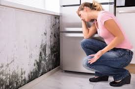 Professional Mold Removal & Remediation in Ada, OH